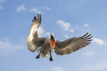 Dalmatian pelican seen during winter season in Kerkini Lake, Greece.

