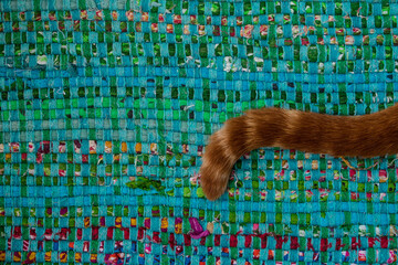 Orange cat tail on top of turquoise carpet