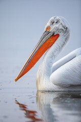 Dalmatian pelicans seen during winter in Kerkini Lake, Greece.