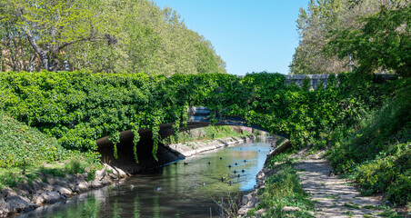 Fototapeta na wymiar Hermoso puente de piedra cubierto de hiedra sobre el el río Esgueva a su paso por Valladolid, España