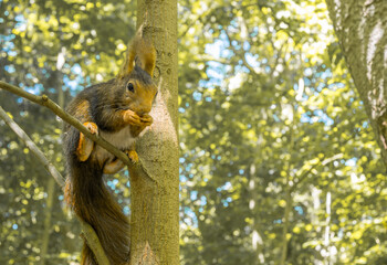 Obraz premium Ardilla espa√±ola, Sciurus, comiendo sobre la rama de un √°rbol en el parque Campo Grande de Valladolid, Espa√±a