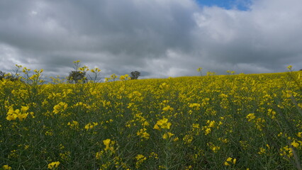 Obraz premium field of yellow flowers