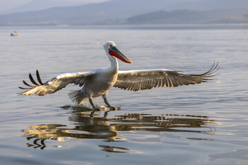 Dalmatian pelicans seen during winter in Kerkini Lake, Greece.