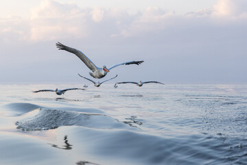 Dalmatian pelicans seen during winter in Kerkini Lake, Greece.