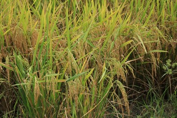 Selective focus of yellow rice, paddy ready to be harvested, in rice field. Agriculture, plant, and food concept.