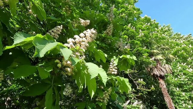 Hermosas flores blancas de un casta&ntilde;o de indias, Aesculus hippocastanum, mecidas por una suave brisa durante la primavera