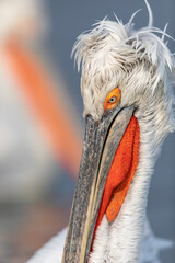 Dalmatian pelican seen during winter season in Kerkini Lake, Greece.