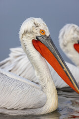 Dalmatian pelican seen during winter season in Kerkini Lake, Greece.