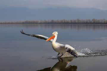 Dalmatian pelican seen during winter season in Kerkini Lake, Greece.