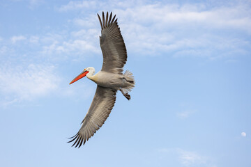 Dalmatian pelican seen during winter season in Kerkini Lake, Greece.