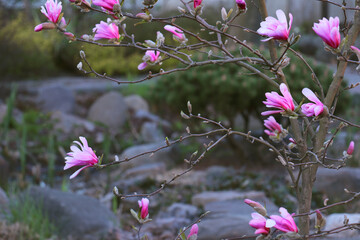 Branches of a Magnolia tree covered by the buds and the pink flowers against the view of a garden 