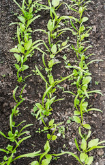 young spinach seedlings growing in soil in garden bed organic gardening and farming concept healthy food, agriculture or horticulture top view