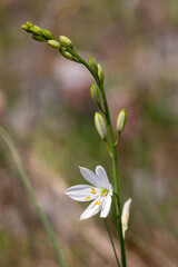 Macrophotographie de fleur sauvage - Phalangère à fleurs de Lis - Anthericum liliago © panosud360