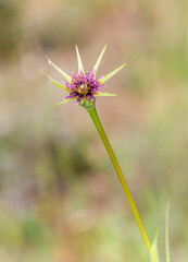 Macrophotographie de fleur sauvage - Salsifi - Tragopogon porrifolius