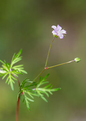 Macrophotographie de fleur sauvage - Géranium colombin - Geranium columbinum