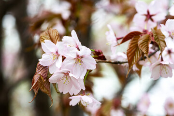 Blooming branches of the sakura tree closeup. Wild cherry blossoms with pink petals in the garden or park