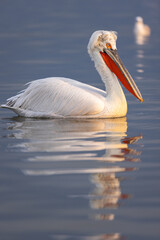 Dalmatian pelican near Lake Kerkini, Greece during winter season.