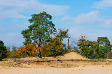 Fototapeta premium tree in the desert