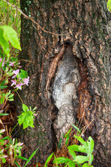 傷ついた木の幹