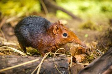 black and rufous sengi portrait in nature