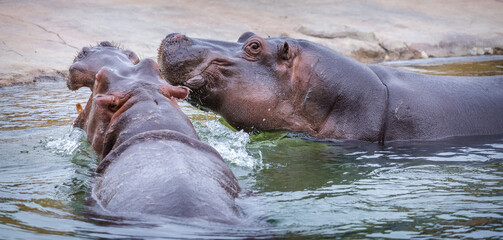 Fototapeta na wymiar hippopotamus portrait in nature park