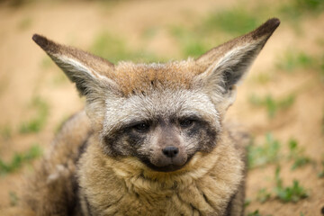 bat-eared fox portrait in nature - 502948348