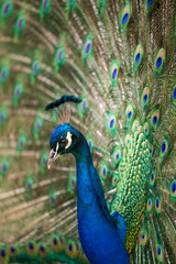 Fototapeta premium peacock and beautiful peacock feathers
