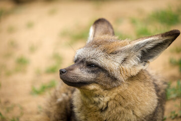 bat-eared fox portrait in nature - obrazy, fototapety, plakaty