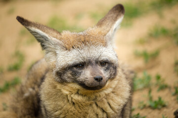 Naklejka na ściany i meble bat-eared fox portrait in nature