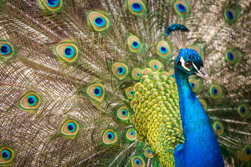 Obraz premium peacock and beautiful peacock feathers