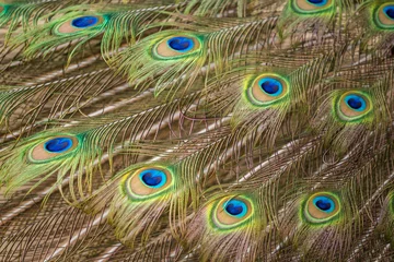 Keuken spatwand met foto peacock and beautiful peacock feathers © jurra8