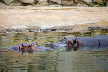 Fototapeta premium hippopotamus portrait in nature park