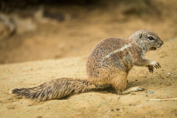 cape ground squirrel in nature park