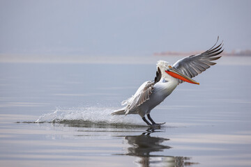 Dalmatian pelican near Lake Kerkini, Greece.