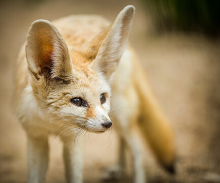 fennec fox portrait in nature park