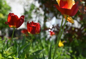 Obraz premium red tulips in the garden