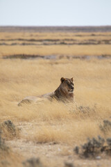 Lioness in the wild Africa