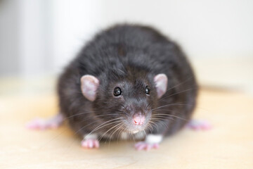 Cute black rat with pink paws, ears and nose, long whiskers. Close up portrait.