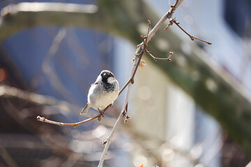 A sparrow on a branch in spring season