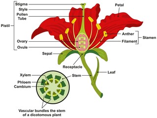 Common flower parts infographic diagram structure including stem leaf sepal receptacle stamen pistil and petal vector drawing illustration for biology botany science education plant anatomy - obrazy, fototapety, plakaty