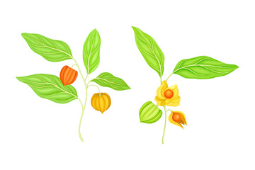 Sprigs of physalis fruit set. Golden berry plant, organic antioxidant food vector illustration
