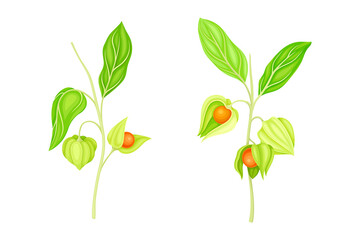 Physalis branches set. Golden berry plant, organic antioxidant food vector illustration
