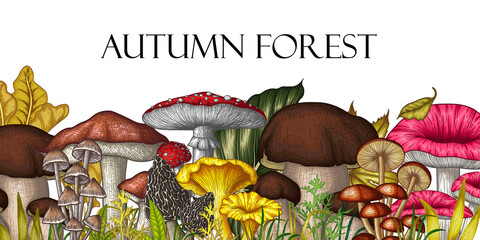 Vector illustration of forest mushrooms in engraving style. Graphic colored linear fly agaric, chanterelles, porcini mushrooms, honey mushrooms, morels, mycena, russula, boletus
