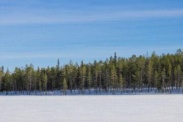 green forest at frozen lake in finnish lapland
