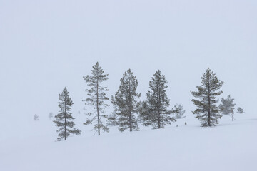 evergreen conifer trees in a snowstorm, wallpaper with free space	