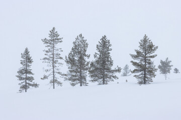 evergreen conifer trees in a snowstorm, wallpaper with free space	