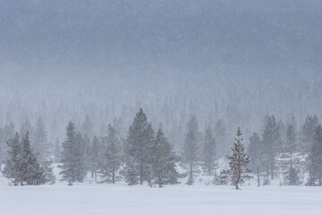 forest in finnish lapland during heavy snowstorm