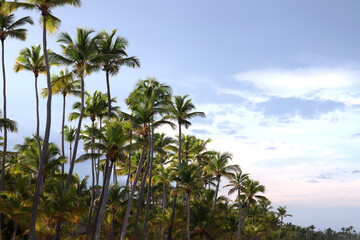 Coconut palm trees on background of blue sky with clouds. Tropical beach in morning, paradise nature