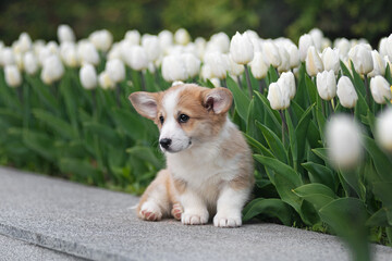 Corgi puppy sitting near white tulips