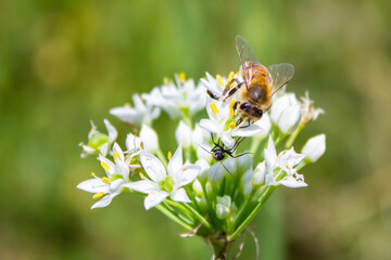 Honey bee  apis mellifera on white flower while collecting pollen on green blurred background close up macro